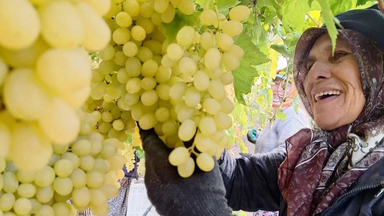 Manisa bağlarında üzümün fiyatı ne kadar oldu? İhracat ve iç piyasa rakamları netleşti
