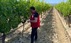 Manisa'da pestisit denetimi başladı