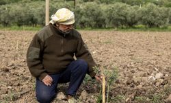 Yunusemre’nin dağıttığı fidanlar toprakla buluşuyor