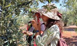 Manisa'da "zeytin güvesi" alarmı