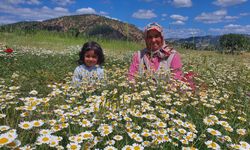 Manisalı kadınların papatya mesaisi başladı!