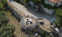 Çeyrek asırlık misafir: Mahallenin simgesi oldu