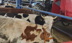 Manisa Selendi’de şap alarmı: 8 mahalle karantina altına alındı
