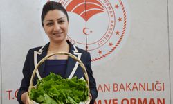 Manisa’da coğrafi işaretli asma yaprağı 50'ye yakın ülkeye ihraç ediliyor!
