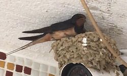 Manisa'da ilginç görüntü... Güvenlik kamerasına kurdu!