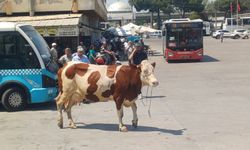 Manisa'da inek mezbahadan kaçtı... Ortalık savaş alanına döndü!