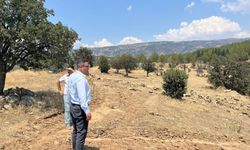 Manisa'da o ilçeye sokak hayvanları için doğal yaşam alanı yapılacak