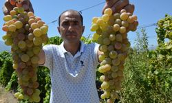Manisa’da tadına bakan şaşırıyor…