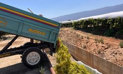Manisa'da şaraplık üzüm alımları başladı