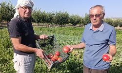 Manisa'da ata tohumlu domateslere büyük ilgi