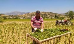 Sarıgöl’de tütün kırımı mesaisi!