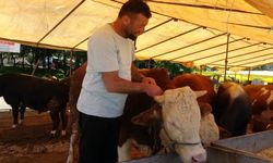 81 ile acil kodlu yazı: Ülke genelinde tüm hayvan pazarları kapatıldı