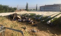 Manisa'da feci kaza! Üzüm bağına uçan tırın şoförü hayatını kaybetti