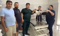 Manisalı esnafın duyarlılığı leyleği hayata bağladı