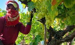Manisa'da bağlarda üzüm heyecanı!