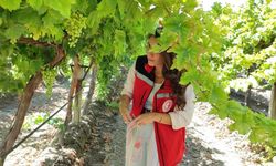Superıor Seedless çeşidi için 2025 yılı hasat ve ihraç tarihleri belirlendi