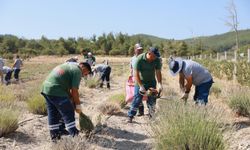 Yunusemre’de lavanta hasatı başladı
