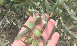 Manisa’da zeytin sineğine karşı ilaçlama çağrısı!