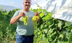 Sultaniye üzüm sezonu açıldı, üreticiler tanıtıma başladı