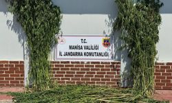 Manisa'da 1.620 kök kenevir ele geçirildi!