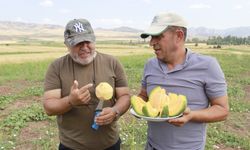 Yozgat'tan Manisa'ya "Bağrıbütün Kavunu" gönderiyor