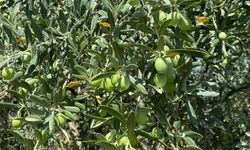 Salihli’de üreticilere zeytin sineği uyarısı yapıldı