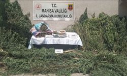 Manisa'da kenevir operasyonu