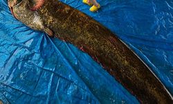 Demirköprü Baraj Gölü'nde yakalandı... 114 kilo ağırlığında!