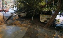 Manisa'da asırlık dut ağacı ikiye ayrıldı, araçlar altında kaldı