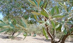 Manisa zeytin üretiminde öncü şehirler arasında