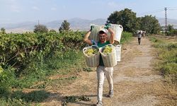 Manisa'da bağların herkül’ü 120 kilo taşıdı