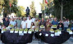 Manisa'da Sultani üzüm yarışması