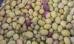 Manisalı üreticilere zeytin sineğine karşı son uyarı!