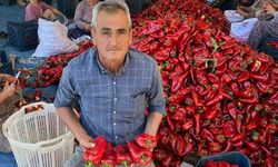 Manisa'da kapya biberde hasat zamanı