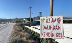 Üretici ile tüketiciyi buluşturan yöntem: Dalından üzüm satışı