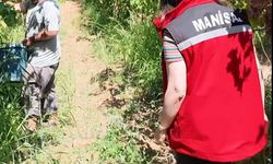 Manisa'da yasaklı ilaç Kullanımı tespit edilen üzümler imha edildi