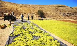 Üzümün başkentinde hasat kasım ayına sarktı
