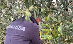 Manisa’da zeytincilere çifte uyarı: Halkalı Leke ve Zeytin Sineği tehlikesi