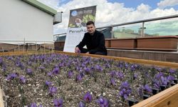 Ülkü Ocakları Genel Merkezi’nin terasında safran hasadı!