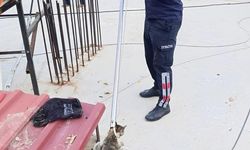 Sarıgöl' de bacaya sıkışan kedi kurtarıldı