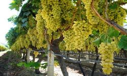 Sarıgöl bağlarında kışlık besleme dönemine başlandı