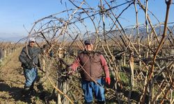 Sarıgöl’de budama işçi yevmiyesi belli oldu