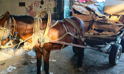 Salihli’de operasyon: İki at arabasına el konuldu