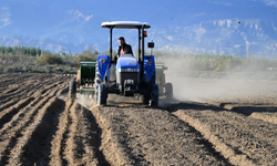 Salihli Belediyesi buğday ekimine başladı
