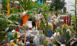 Öğretmenler günü öncesi çiçeklere yoğun ilgi