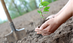 Yunusemre’de ağaçlandırma seferberliği sürüyor