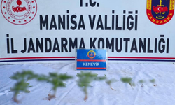 Manisa’da üzüm bağında kenevir operasyonu