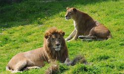 Manisalılar için rota: İzmir Doğal Yaşam Parkı!