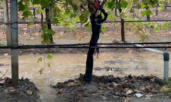 Sarıgöl'de özlenen yağış çiftçiye can suyu oldu