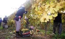 Sarıgöl'de üzüm hasadı aralıksız sürüyor